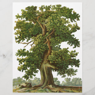 Vintager Flyer für Eichenbaum