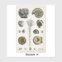 VINTAGER FOSSILS CHART TRANSPARENT STICKER