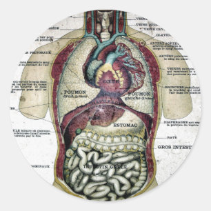 Vintager französischer Anatomie-Aufkleber Runder Aufkleber