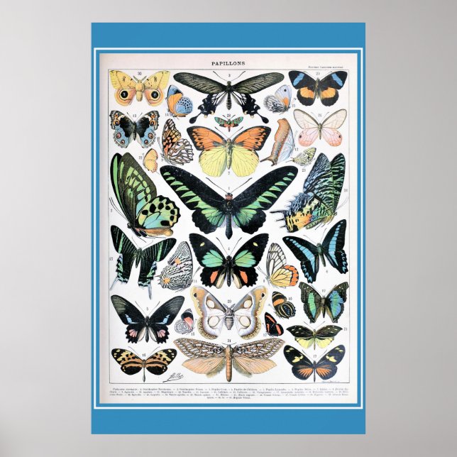 Vintager französischer Schmetterling-Kern Poster (Vorne)