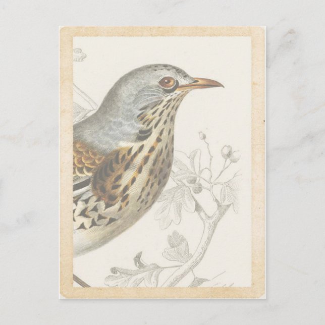 Vintager französischer Vogel auf Zweigblattkarte Postkarte (Vorderseite)