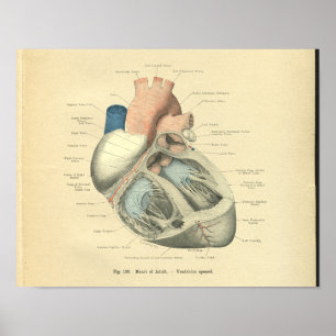 Vintager Frohse Anatomie des menschlichen Herzens Poster