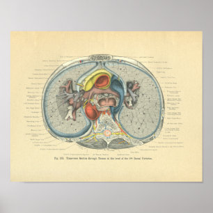 Vintager Frohse Anatomie-Querschnitt Poster
