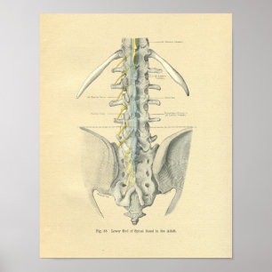 Vintager Frohse Anatomische Lendenwirbelsäule Poster
