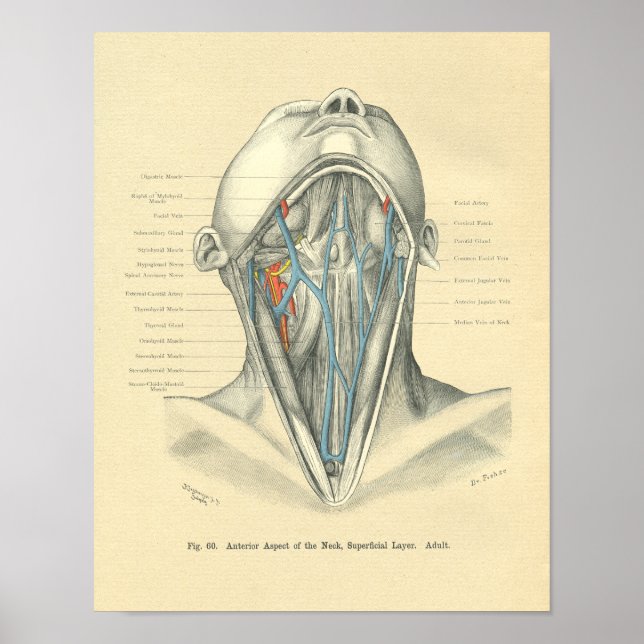 Vintager Frohse Anatomischer Anterius Neck Poster (Vorne)
