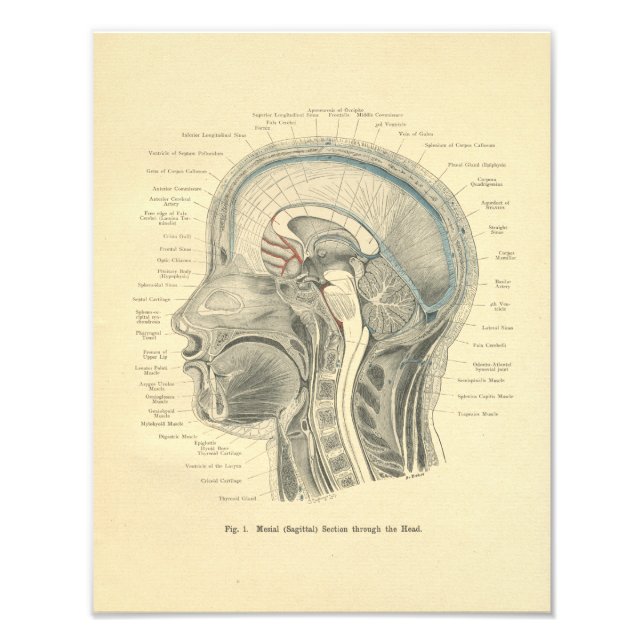 Vintager Frohse Anatomischer Druckkopf Neck Fotodruck (Vorne)