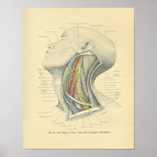 Vintager Frohse anatomischer seitlicher Hals Poster