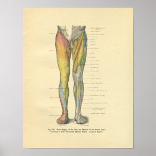 Vintager Frohse Leg Nervenervation drucken Poster