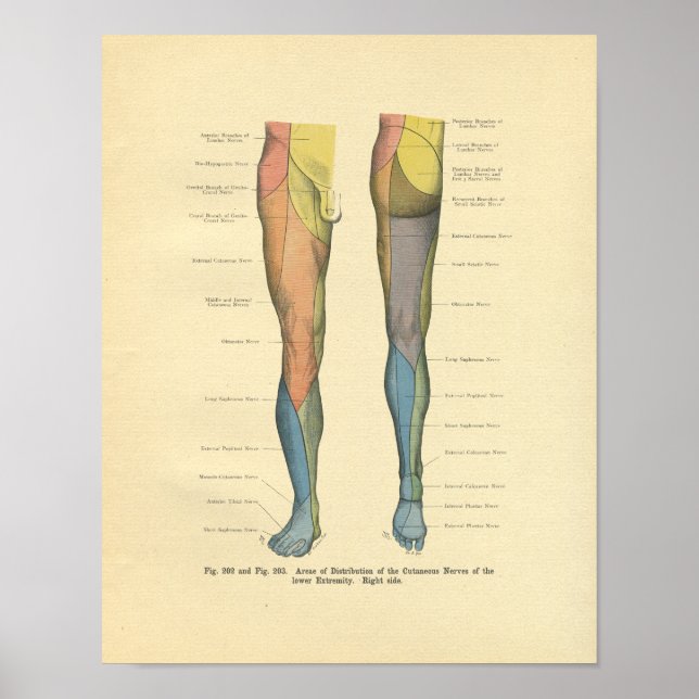 Vintager Frohse Leg Nervenervation drucken Poster (Vorne)
