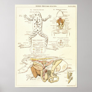 Vintager Frosch-Biologie-Anatomie-Druck 1881 Poster