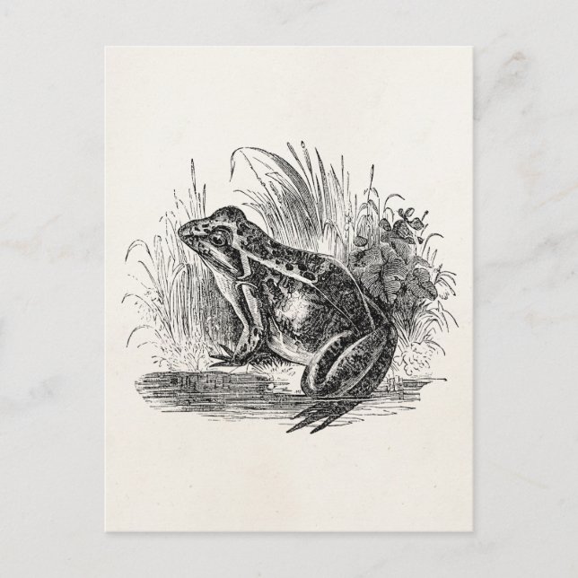 Vintager Frosch - Reptilienfrösche Postkarte (Vorderseite)