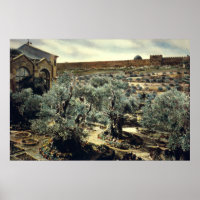 Vintager Garten Gethsemane Jerusalem Israel