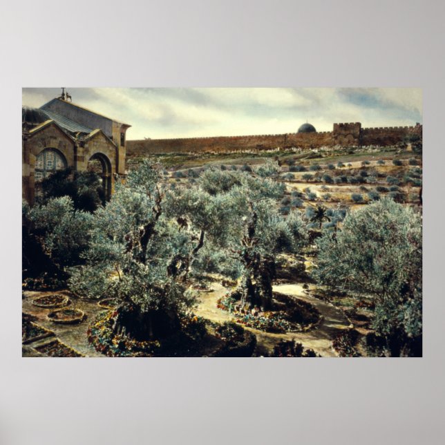 Vintager Garten Gethsemane Jerusalem Israel Poster (Vorne)