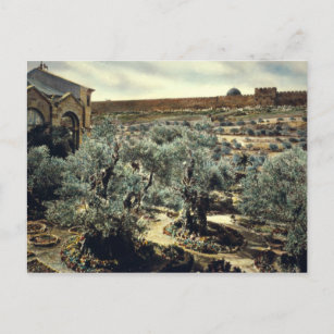 Vintager Garten Gethsemane Jerusalem Israel Postkarte