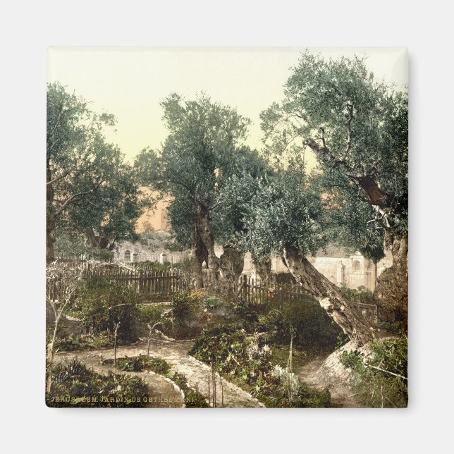 Vintager Garten von Gethsemane Jerusalem Israel 18 Magnet (Vorne)