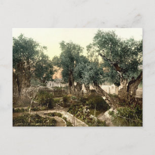 Vintager Garten von Gethsemane Jerusalem Israel 18 Postkarte