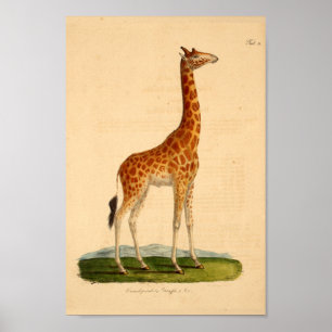 Vintager Giraffen-Tierkunst-Druck-Naturgeschichte Poster