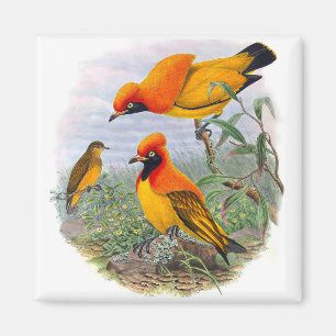 Vintager Goldener Vogel des Paradieses - Magnet