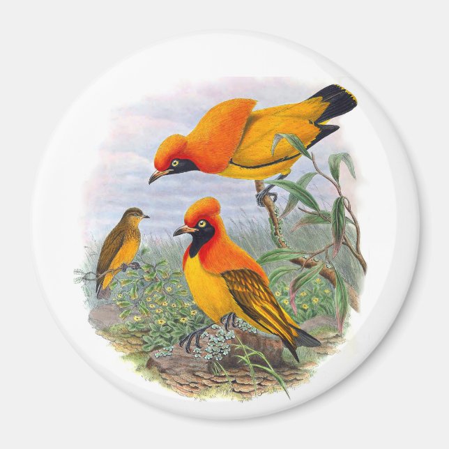 Vintager Goldener Vogel des Paradieses Magnet (Vorne)