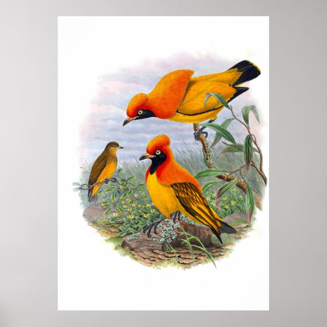 Vintager Goldener Vogel des Paradieses Poster (Vorne)