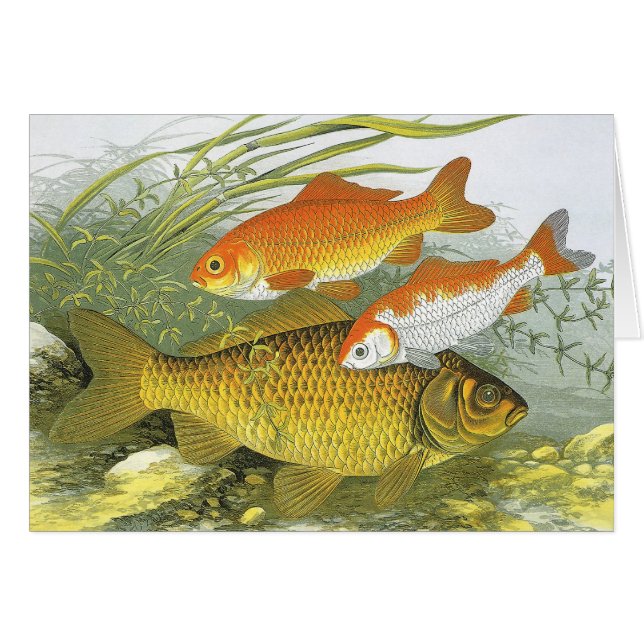 Vintager Goldfish Koi Fisch, Meeresaquatische See  (Vorderseite (Horizontal))
