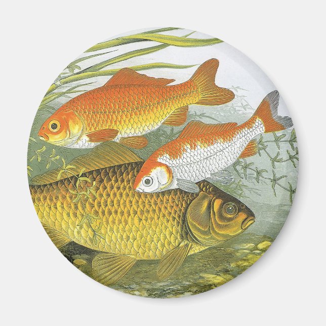 Vintager Goldfish Koi Fisch, Meeresaquatische See  Magnet (Vorne)