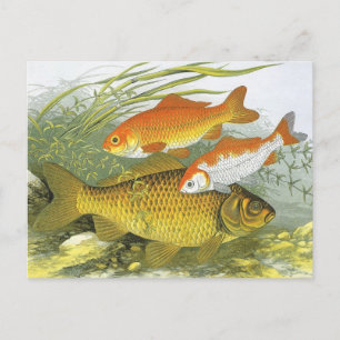 Vintager Goldfish Koi Fisch, Meeresaquatische See Postkarte