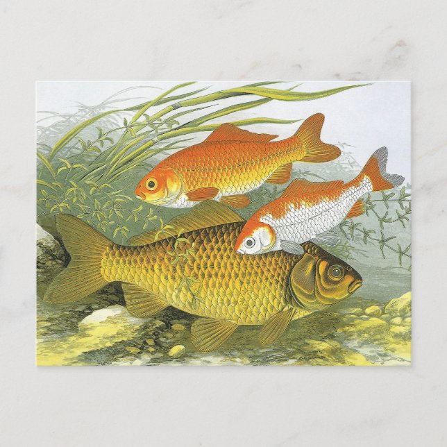 Vintager Goldfish Koi Fisch, Meeresaquatische See  Postkarte (Vorderseite)