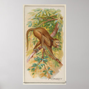 Vintager grüner Affe der Barbados-Illustration Poster