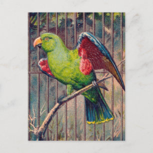 Vintager grüner Papagei Postkarte
