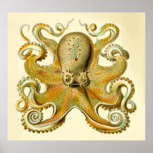Vintager Haeckel-Oversifizierter Oktopus Poster