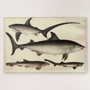 Vintager Haifischdiagramm (1901) Puzzle
