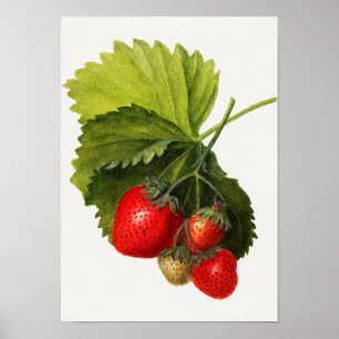 Vintager Haufen Erdbeeren Aquarellmalerei Poster