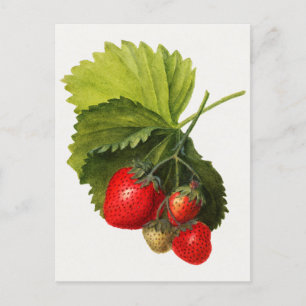 Vintager Haufen Erdbeeren Aquarellmalerei Postkarte