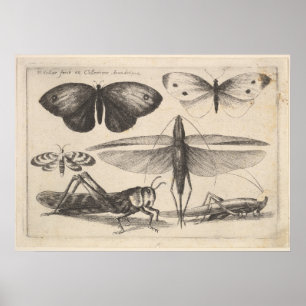 Vintager Heuschrecken-Entomologie-Insekten-Druck Poster