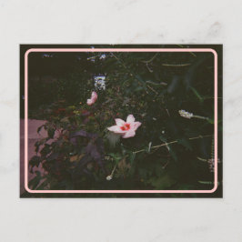Vintager Hibisken Postkarte