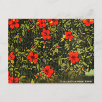 Vintager Hibiskus, Miami, Florida Travel Postcard Postkarte
