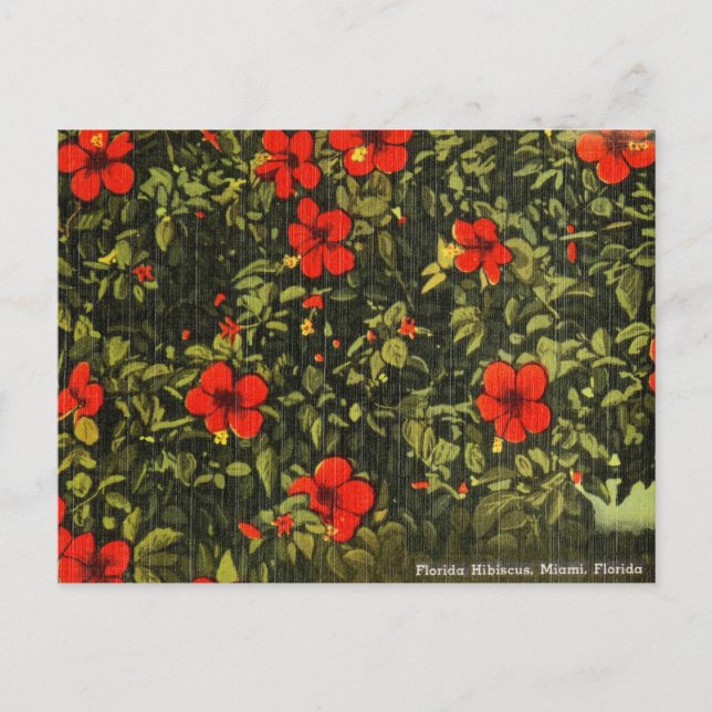 Vintager Hibiskus, Miami, Florida Travel Postcard Postkarte (Vorderseite)