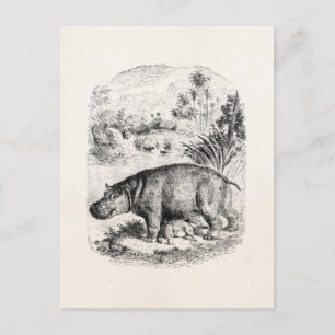 Vintager Hippopotamus/Hippo-Pflegebaby Hippos Postkarte