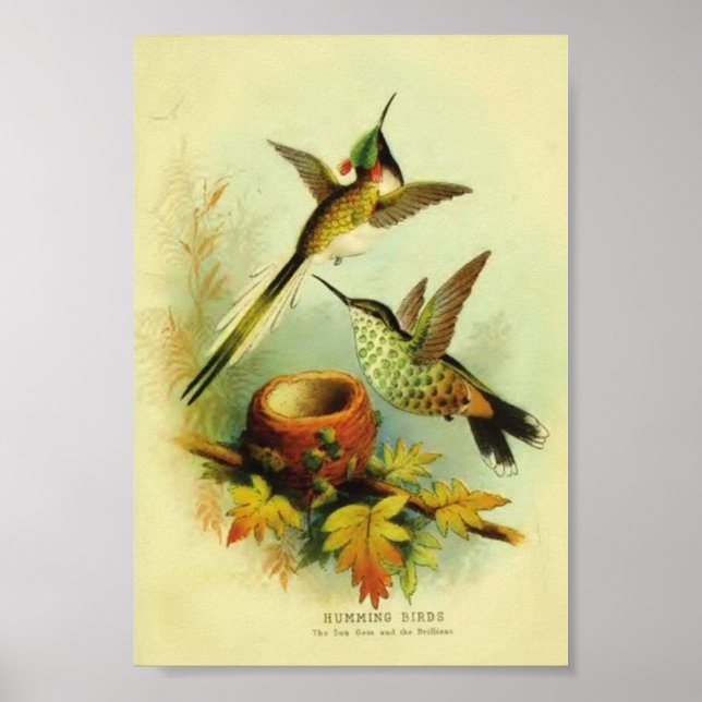 Vintager Hummingbird Print Poster (Vorne)