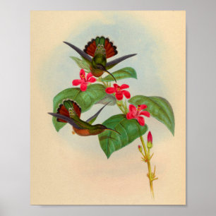 Vintager Hummingbird Print Red Blume Poster