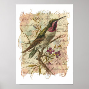 Vintager Hummingvogel Poster