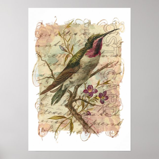 Vintager Hummingvogel Poster (Vorne)