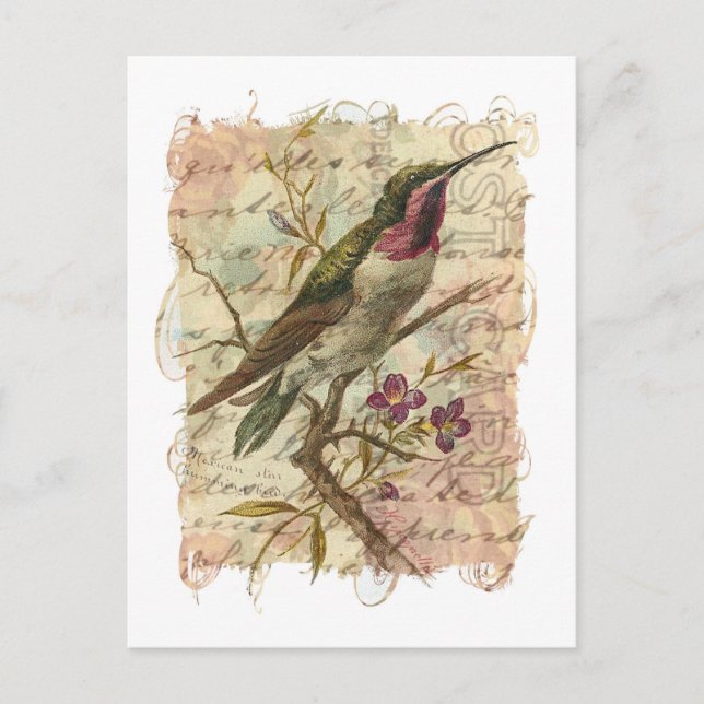 Vintager Hummingvogel Postkarte (Vorderseite)