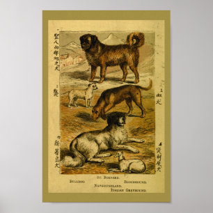 Vintager Hund Bulldog Naturgeschichte Print Poster