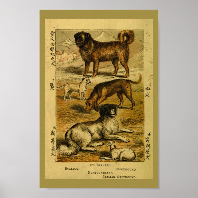 Vintager Hund Bulldog Naturgeschichte Print Poster (Vorne)