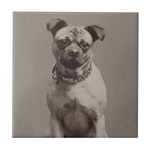 Vintager Hund Fliese (Vorderseite)