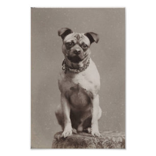 Vintager Hund Fotodruck