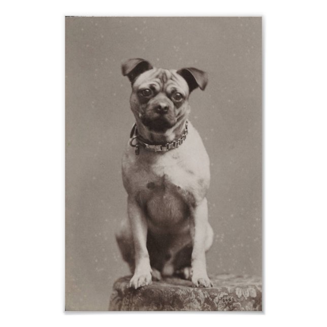 Vintager Hund Fotodruck (Vorne)