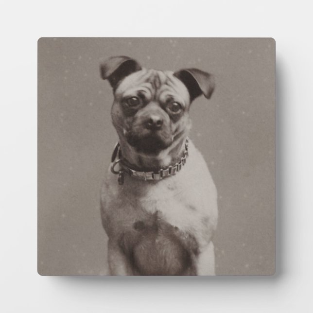 Vintager Hund Fotoplatte (Vorderseite)
